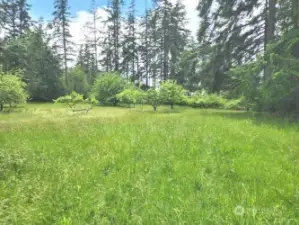 Orchard property looking SW on the property
