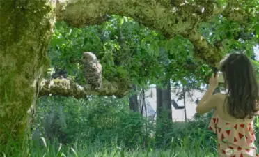 Apple trees and wildlife in the orchard. Here is an OWL calmly sitting on an apple tree .