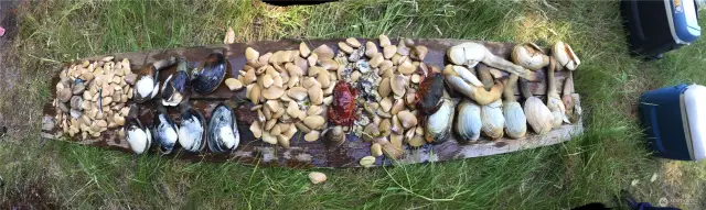 These are all off of the beach in front of the property.