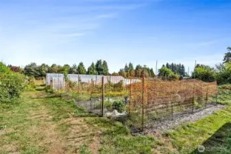Huge fenced garden area has harvest ready produce!