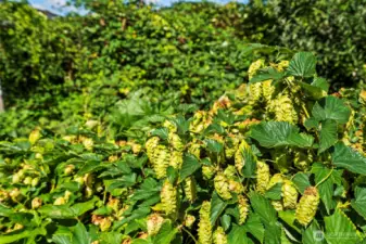 A close-up of the hop garden - the kiwis and hops are just two of many varieties of produce ripening for your use!