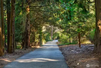 Framed by towering evergreens and dappled in afternoon light, the private drive leading into Evergreen Lakeshore Preserve sets a tranquil tone upon arrival. This quiet, tree-lined lane evokes the feeling of a forest retreat, inviting residents and visitors alike to slow down and take in the timeless beauty of the natural setting—just moments from the heart of the Eastside.