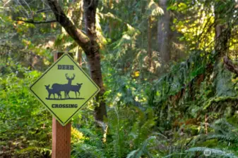 A whimsical but practical reminder of the natural abundance that surrounds this lakeside preserve, the “Deer Crossing” sign is nestled along a wooded trail thick with sword ferns and old-growth trees. It’s a quiet signal that this is not just a property, but part of a living ecosystem—one where wildlife still finds safe passage and daily life remains gently in rhythm with the forest.