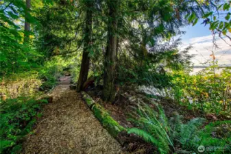A woodland path winds gently toward the shoreline, bordered by native ferns and towering evergreens that have stood sentinel for generations. Dappled sunlight dances through the canopy, guiding you toward the lake and offering a moment of quiet reflection in this rare and protected stretch of old-growth shoreline at Evergreen Lakeshore Preserve.