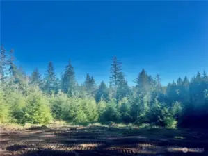 Good cleared land with trees everywhere you look