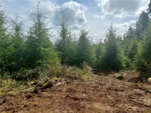 Another view of cleared area and trees planted