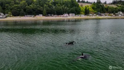 Witness nature’s wonders! Camano Island offers front-row seats to orcas, seals, and thriving marine life.