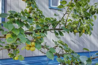 Asian Pear Tree laden with fruit