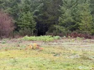 There were paths through the opening here to the creek.
