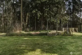 Deer Fenced Garden with 200 Bulbs of garlic.