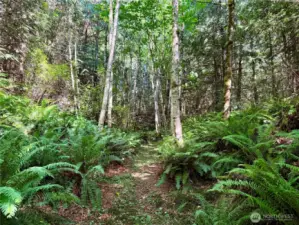 The trail up to the forest