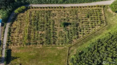 The Golden Perry pear orchard, perfect for champagne-style perry.