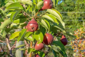 Perry pears glowing in the late-summer sun.