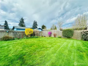 Backyard view