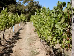 Vineyard