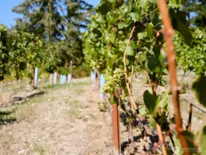 Grapes