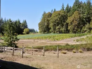 Vineyard