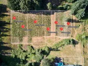 Vineyard