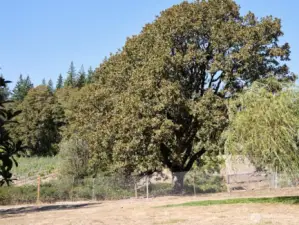 Oak Tree