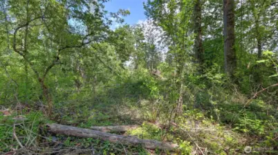 View into the lush greenscape on the back part of the property - bring your imagination and revive this lot to be your own or perfect location for subdivision with strong demand for more housing.