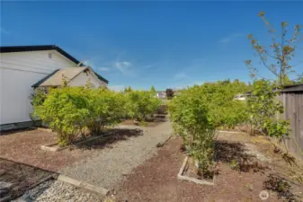 Side yard with extensive rose garden.