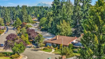 Lovely trees throughout the neighborhood