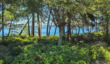 Front yard towards bluff