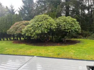 Backyard Rhodies.  low maintenance and full of blooms in their season.