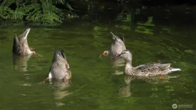 Is there anything cuter than duck booties?