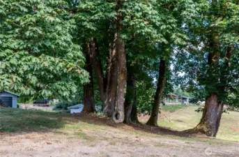 Rope Swing