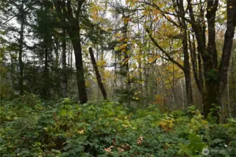 A gentle blend of light woodland and low brush.