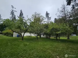 Orchard