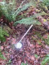 Drain field pipe to the left at the bottom of the road.