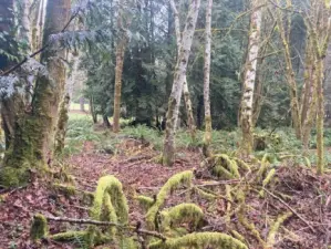 Dreamy fern field with alders, firs and cedar groves, very provate!
