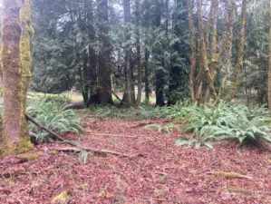 Own a sweet cedar grove.