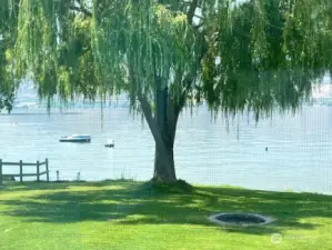 Shade of the willow tree