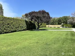 Front green lawn