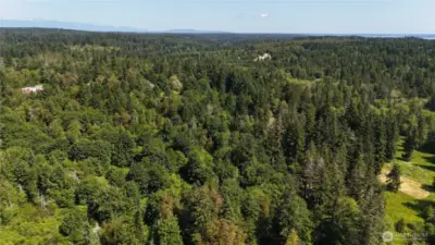 Lush, forested and private lot!