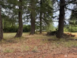 Trees and wood on property