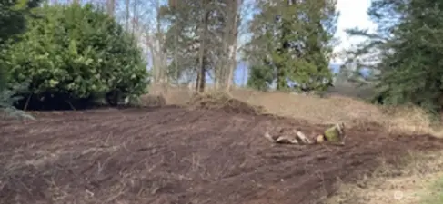 Brush and blackberries removed