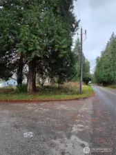 Trees at the cormer of Donegal and Johnson